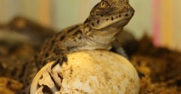 В Харьковском зоопарке родились детеныши крокодилов