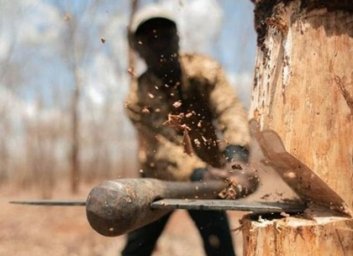 Черные лесорубы: мастера леса и лесничий могут сесть за халатность