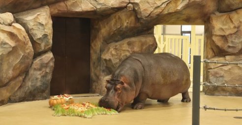 В зоопарке отметили день рождения бегемотихи Степаниды