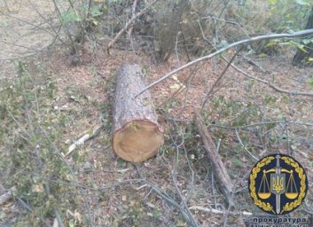 Черные лесорубы: браконьер, уничтожавший Национальный парк, получил срок (ФОТО)