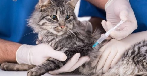 
Харьковчане могут бесплатно вакцинировать своих животных от бешенства
