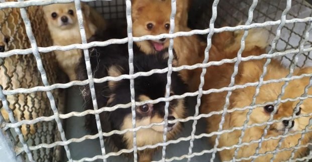 Центр обращения с животными приютил 27 померанских шпицев (обновлено) 