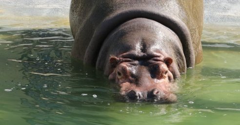 В Харьковском зоопарке переселили два вида животных