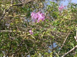 В Мелитополе за несколько дней до морозов расцвела сирень (ФОТО)