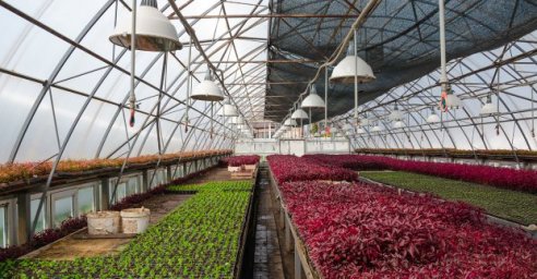 В Харькове расширят тепличный комплекс по выращиванию цветов