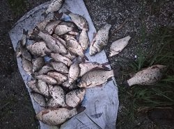 Под Харьковом незаконно ловили карасей
