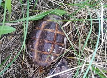 Взрывоопасный урожай: спасатели уничтожили десяток найденных боеприпасов