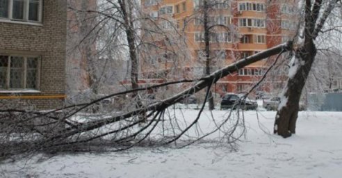 В Харькове из-за непогоды упало три дерева
