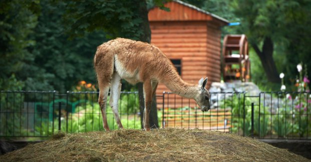 На реконструкцию зоопарка выделят 50 миллионов гривен