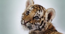Один из 500: амурский тигр Елисей привыкает к жизни в Харьковском зоопарке
