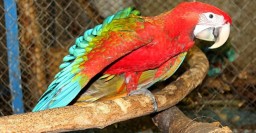 В Харьковском зоопарке выбрали имена для попугаев ара
