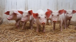 В Беларуси ограничили ввоз свинины из Донецкой области