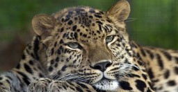 После реконструкции в Харьковском зоопарке появятся амурские леопарды