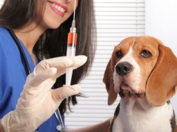 Куда обращаться: в Харькове стартовала массовая вакцинация домашних животных