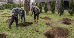 В Велозаводском сквере посадили 60 деревьев