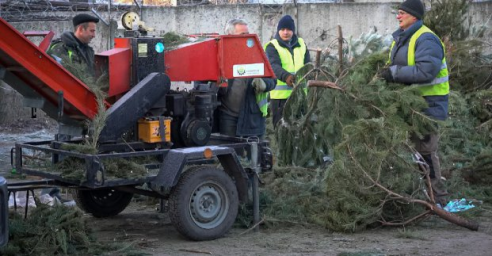В Харькове утилизируют новогодние елки