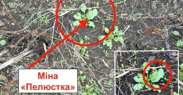 Харьковчан просят не посещать кладбище №17 из-за минной угрозы