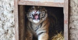 В Харьковском зоопарке поселился амурский тигр